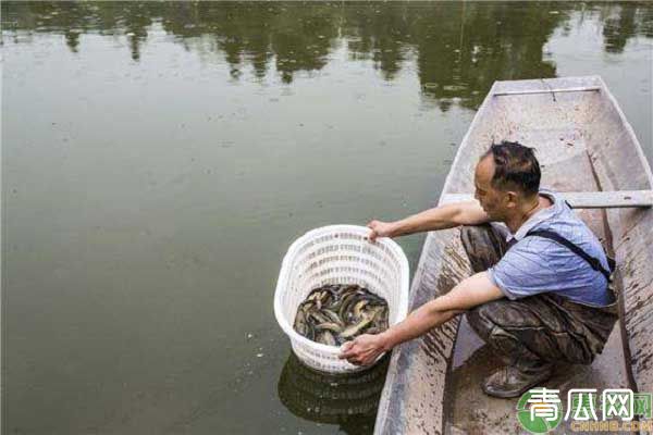 如何防治鱼塘青苔？这些技术要点有必要掌握！