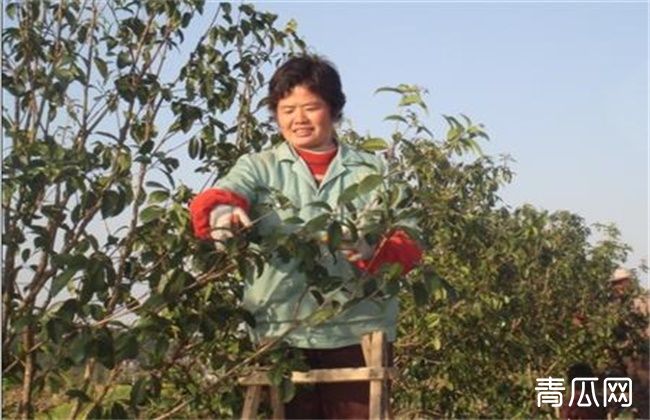 桂花树修剪时间和技巧方法