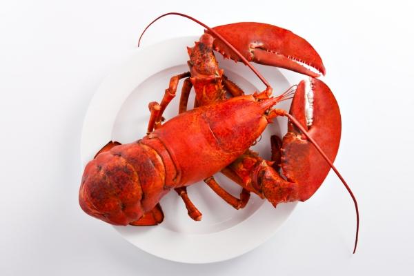 澳洲龙虾多少钱一斤？怎么挑选龙虾