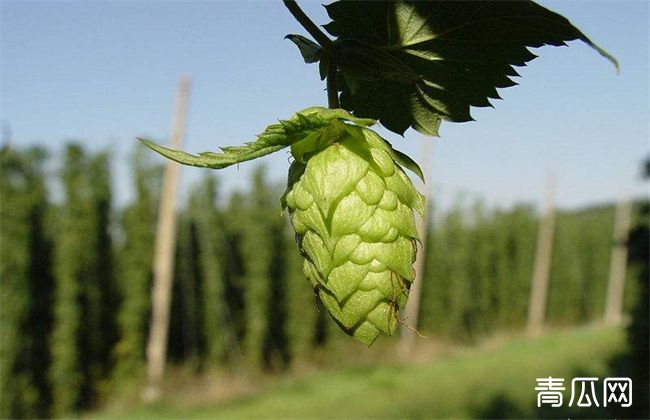 啤酒花的田间种植管理技术