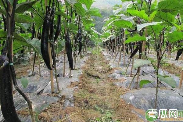 春季茄子种植想提高保果率，那么要做好阴雨天气管理！