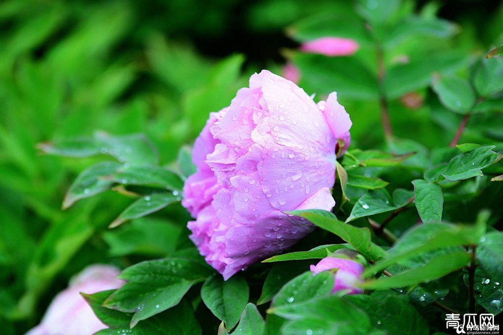 牡丹花怎么种植？牡丹花家庭养殖方法