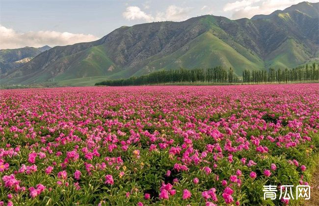 芍药 种植 技巧