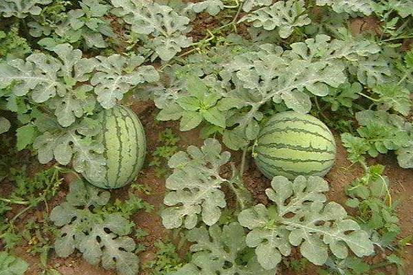 西瓜种植修剪3要点