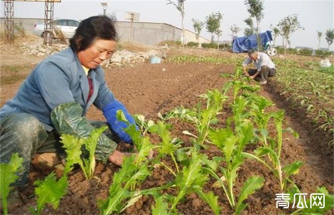 榨菜移栽技术和留种要点