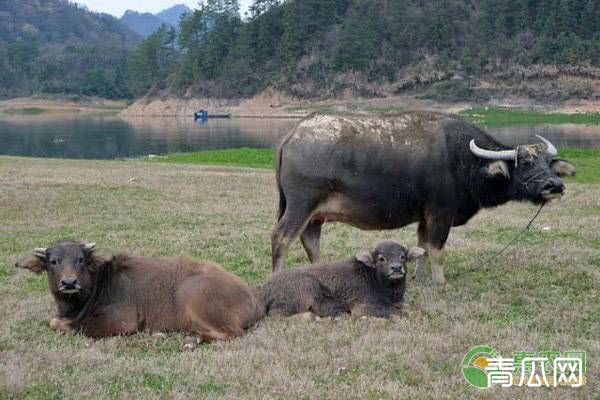 夏季畜禽中暑症状是什么？