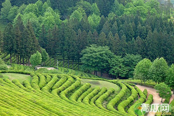 茶园建设要点和栽培技术