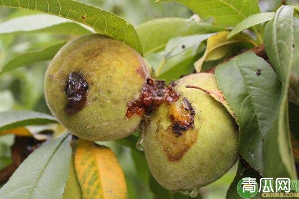 春季果树红蜘蛛、潜叶蛾、桃小食心虫防治介绍