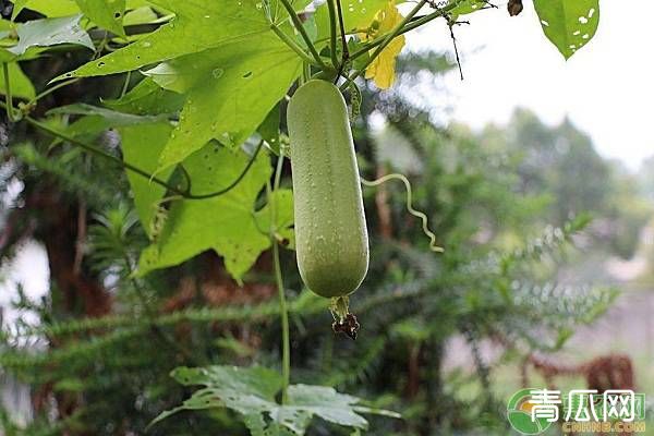 种植丝瓜生长好，结果少的原因有哪些？