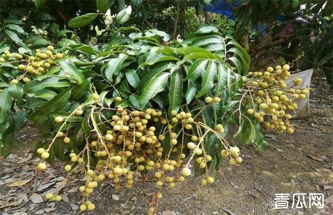 龙眼种植管理技术