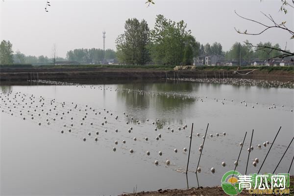 池塘用生石灰有什么好处