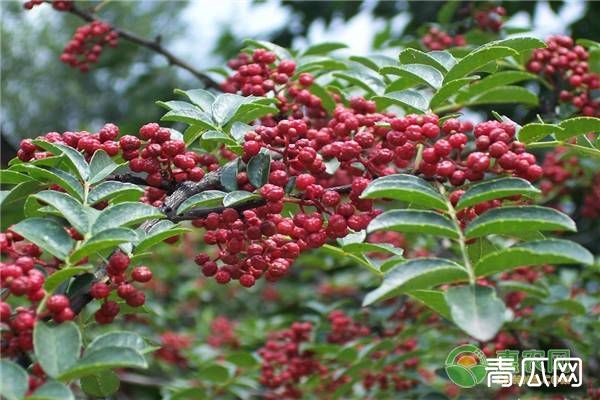 花椒树春夏秋冬四季注意点