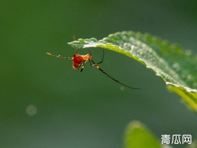 苹果红蜘蛛的特点及防治要点