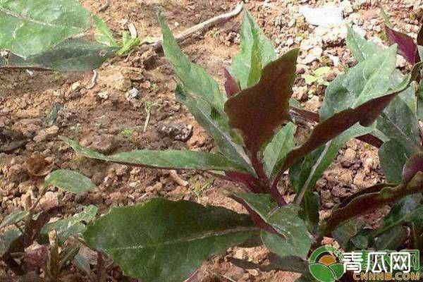 红凤菜种植时间和栽培技术