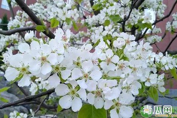 梨树花期怎么提高坐果率