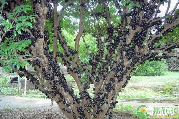 嘉宝果的生长习性和种植方法