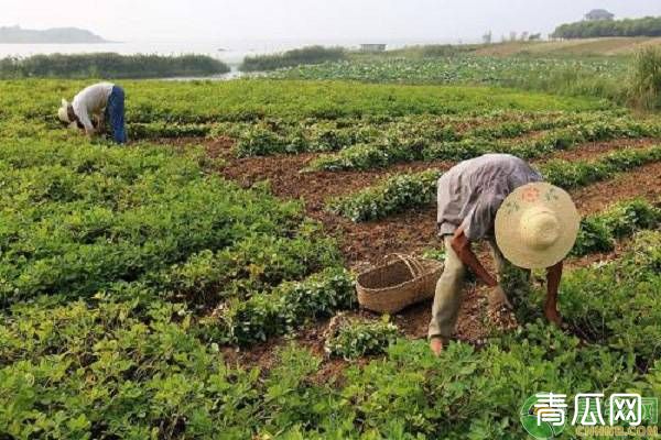 种植花生，后期管理注意做好这“四防”!