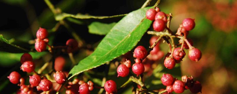 花椒蚜虫防治农药，打什么药效果好？