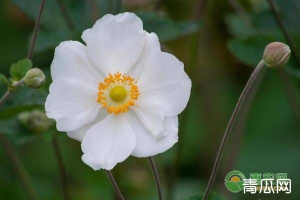 银莲花的种植方法及养护要点