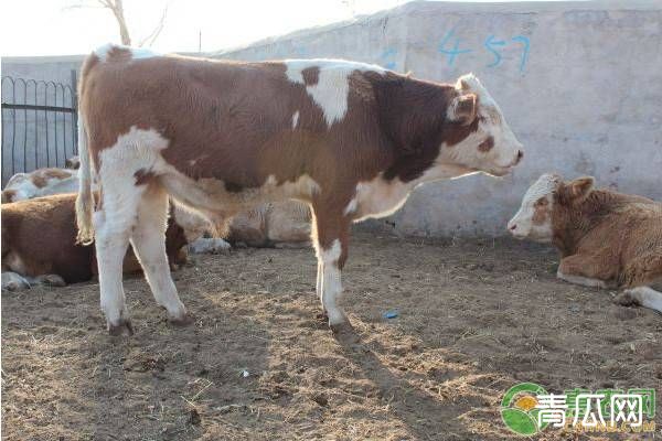 肉牛食盐中毒病因及预防方法