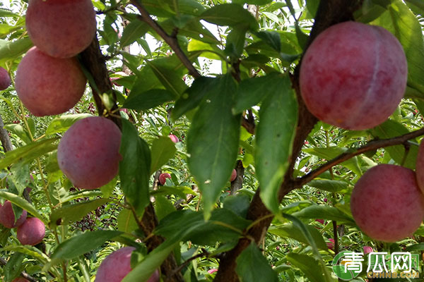 种植李子树提高果实产量的技术有哪些？