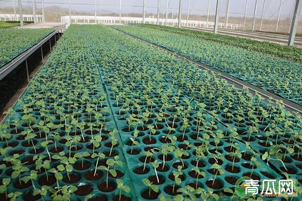 广西农业种植补贴政策解读
