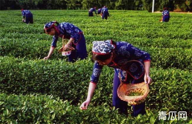 茶树采摘后怎么管理