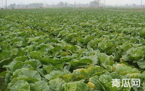 大白菜多少钱一斤？2019年最新白菜价格解析