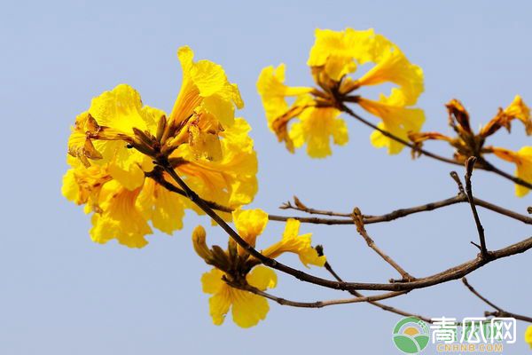 黄花风铃木种子选种育苗技巧