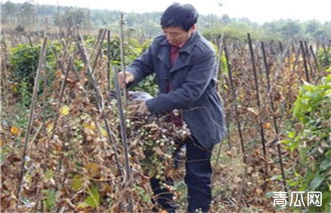 山药死滕原因及防治方法