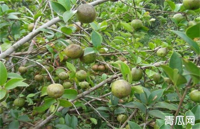 油茶树种植注意事项及条件