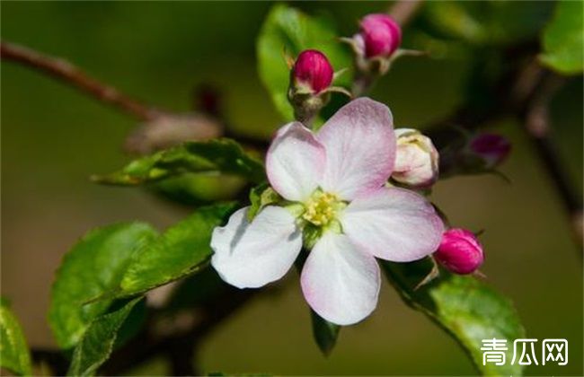 苹果树花期管理注意什么