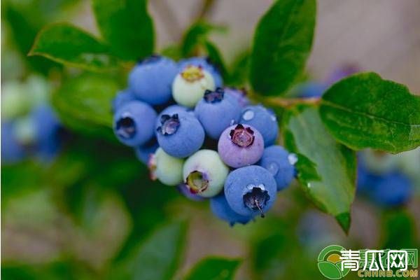 蓝丰蓝莓有何特点？蓝丰蓝莓的种植技术