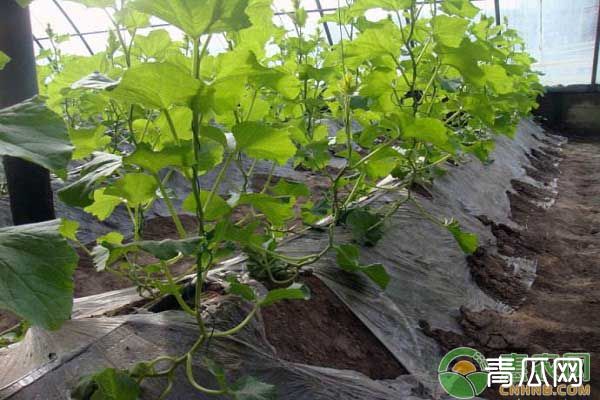 大棚哈密瓜的种植管理要点