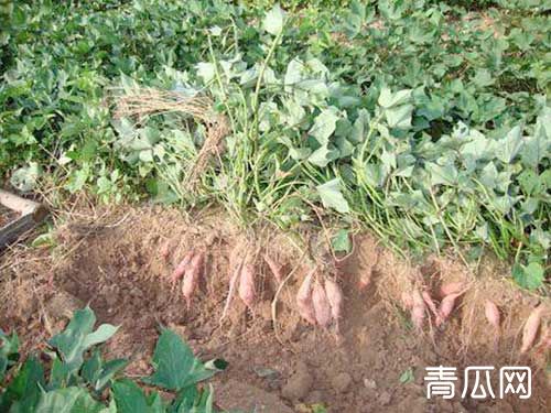 红薯种植怎么高产？两点管理必要知道下