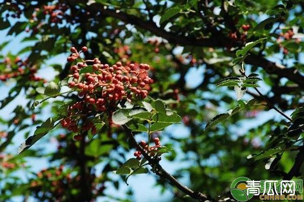 花椒春季种植管理要点