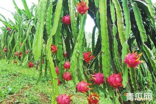 红心火龙果的高效种植介绍