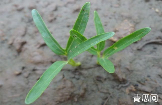 空心菜育苗技术要点