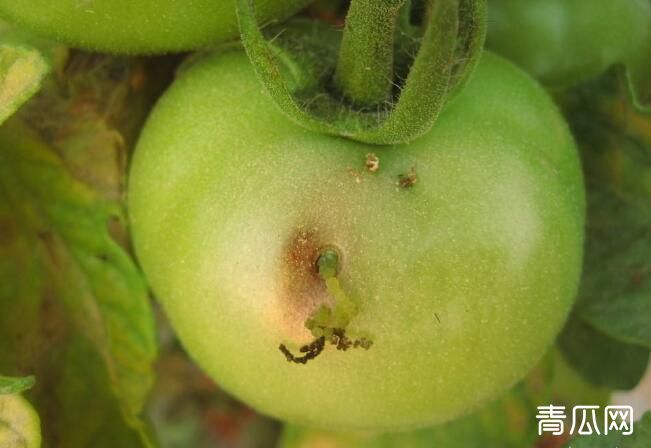 啶虫脒的性质与防治范围