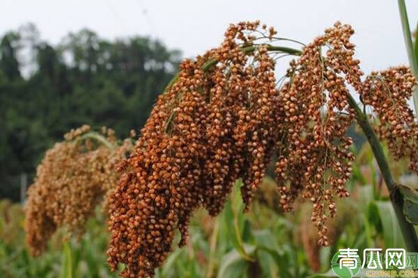 甜高粱种植方法介绍