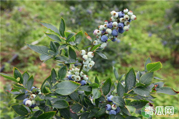 庭院蓝莓怎样种植？这些方法要掌握