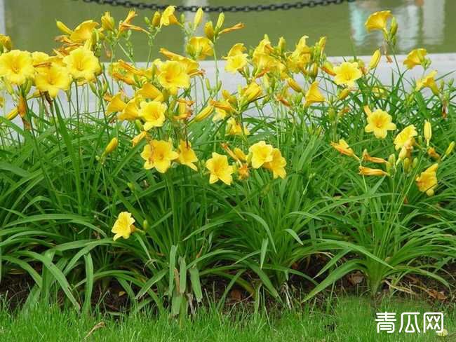 黄花菜种植技术注意什么？采收管理技术介绍