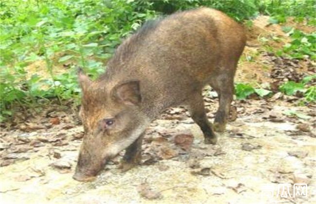 野猪 养殖 注意事项