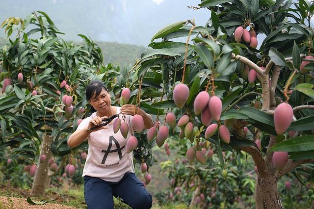 芒果剪枝伤口如何处理？芒果剪枝技术4要点