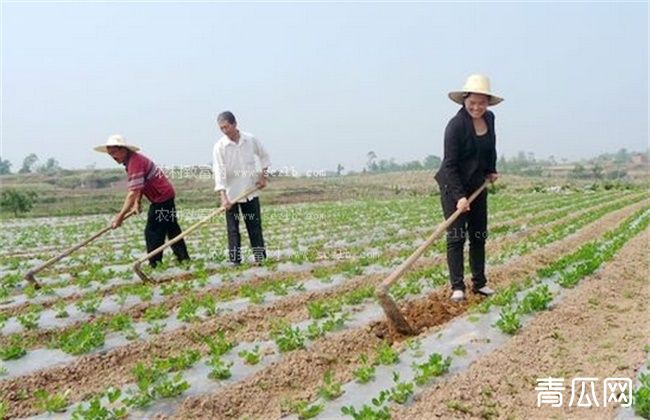 黑花生栽培技巧及注意事项