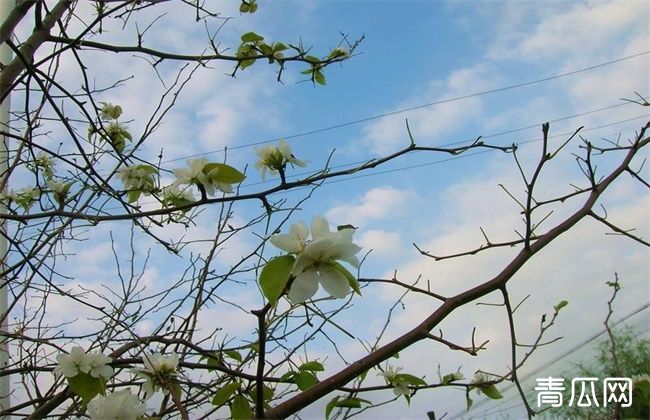 果树秋季开返花原因及解决方法