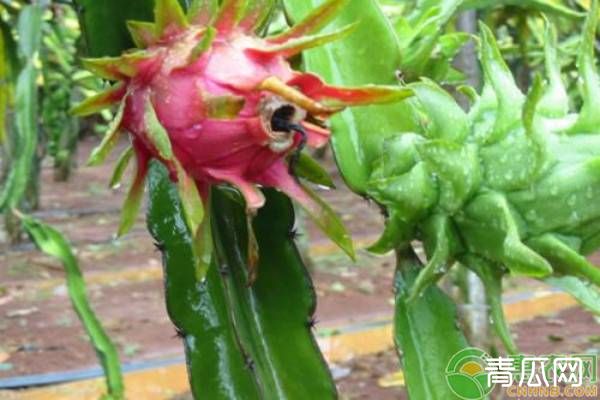 北方地区温室大棚火龙果种植管理要点