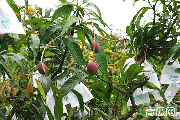 芒果开裂的常见原因及解决方法