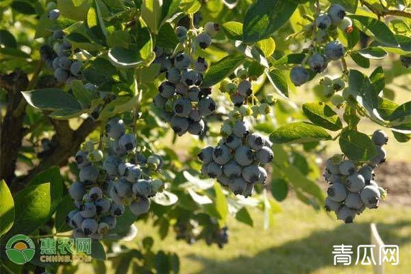 蓝莓在南方怎样种植？学会这七招高产不是问题！