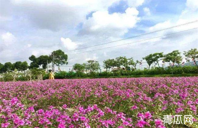 长春花的施肥方法